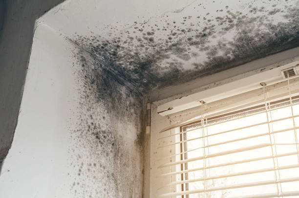 Affordable Black Mold Remediation solutions in Haw River, NC